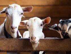 “Terbanyak di Bagian Ini! Fakta Nutrisi Daging Kambing yang Mungkin Belum Anda Ketahui”