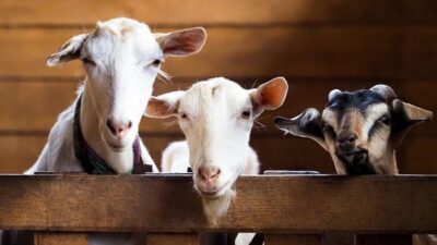 “Terbanyak di Bagian Ini! Fakta Nutrisi Daging Kambing yang Mungkin Belum Anda Ketahui”