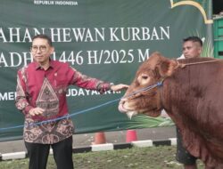 26 Sapi Limosin dan 7 Kambing Dikurbankan Kemenbud jelang Idul Adha, Simbol Perjuangan dan Iman