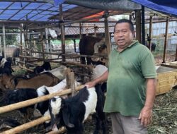 [Depok: Hewan Kurban Menangis, Pedagang Tjerita Sebelum Idul Adha]