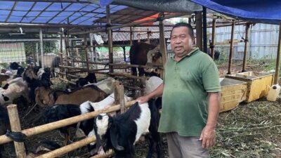 [Depok: Hewan Kurban Menangis, Pedagang Tjerita Sebelum Idul Adha]