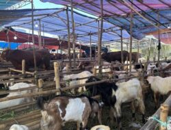 Hewan Kurban Dihadapkan, Masjid Sunda Kelapa dan Al Azhar Jakarta Bersiap Sembelih Besok