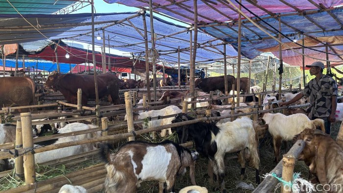 Hewan Kurban Dihadapkan, Masjid Sunda Kelapa dan Al Azhar Jakarta Bersiap Sembelih Besok