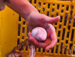 Penyusup Asam Urat: Kenapa Torpedo Kambing Jadi Senjata Rahasia?