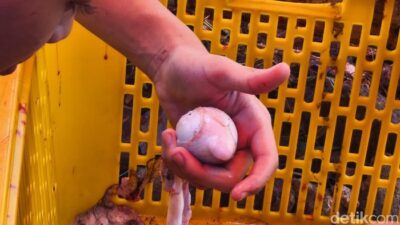 Penyusup Asam Urat: Kenapa Torpedo Kambing Jadi Senjata Rahasia?