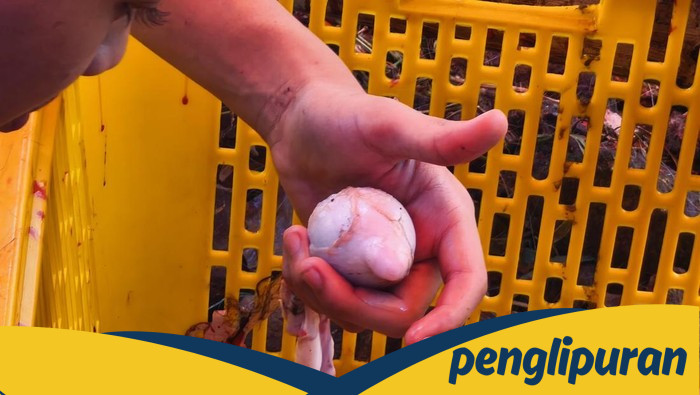 Penyusup Asam Urat: Kenapa Torpedo Kambing Jadi Senjata Rahasia?