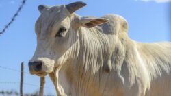 Tragis! Sapi Kurban Jaksel Tenggelam di Kolam Bekas 5 Meter