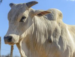 Tragis! Sapi Kurban Jaksel Tenggelam di Kolam Bekas 5 Meter