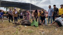 7 Sapi Kurban dari Polres Kampar Riau, Rangkul Keharmonisan di Riau 🌟
