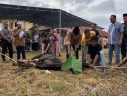 7 Sapi Kurban dari Polres Kampar Riau, Rangkul Keharmonisan di Riau 🌟