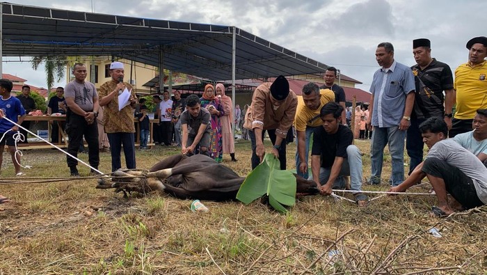 7 Sapi Kurban dari Polres Kampar Riau, Rangkul Keharmonisan di Riau 🌟