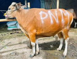 “Dalam Perayaan Idul Adha & HUT Ke-26, PNM Gelar Sedekah Kurban di 26 Lokasi, Menyentuh Hati dan Perut”