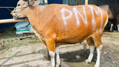 “Dalam Perayaan Idul Adha & HUT Ke-26, PNM Gelar Sedekah Kurban di 26 Lokasi, Menyentuh Hati dan Perut”