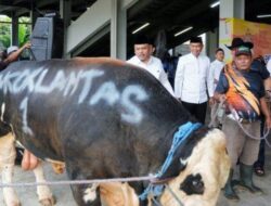 “Di Hari Raya Idul Adha, Korlantas Polri Hadirkan 56 Sapi dan 16 Kambing untuk Kurban”