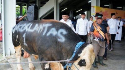 “Di Hari Raya Idul Adha, Korlantas Polri Hadirkan 56 Sapi dan 16 Kambing untuk Kurban”