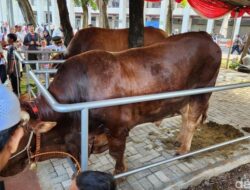 Polres Priok Serahkan 45 Hewan Kurban, Pakai Silaturahmi Jaga Kamtibmas!