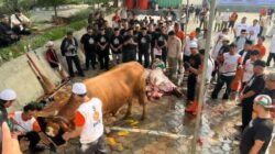 Ribuan Hewan Sembelih PKS, 4.294 Sapi dan 5.453 Kambing untuk Masyarakat