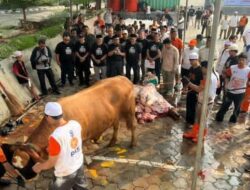 Ribuan Hewan Sembelih PKS, 4.294 Sapi dan 5.453 Kambing untuk Masyarakat