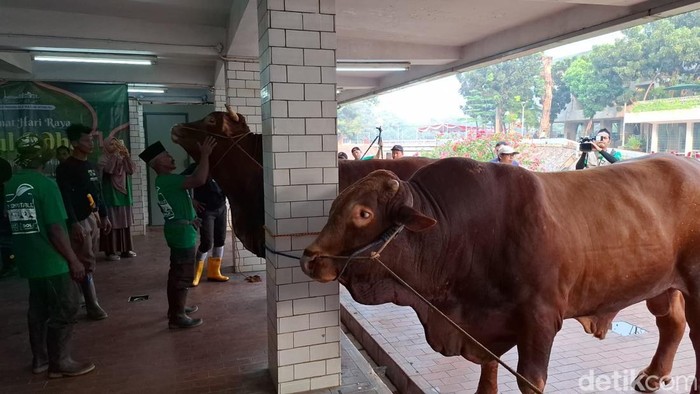 Apakah Daging Kurban Boleh Jadi Makanan Panitia? Jawabannya Mungkin Mengejutkan!