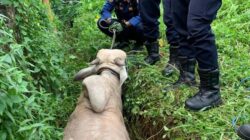 Sapi Kurban Lepas Masuk Parit di Depok, Damkar Turun Tangan Evakuasi – Update 1