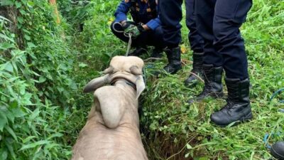 Sapi Kurban Lepas Masuk Parit di Depok, Damkar Turun Tangan Evakuasi – Update 1