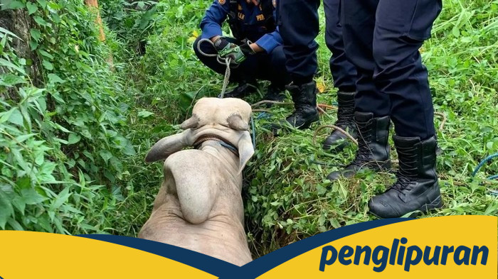 Sapi Kurban Lepas Masuk Parit di Depok, Damkar Turun Tangan Evakuasi - Update 1