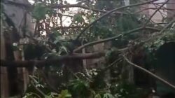 6 Kebakaran Pohon di Depok, Warga Terancam Hancurkan Rumah dan Mobil!