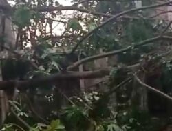 6 Kebakaran Pohon di Depok, Warga Terancam Hancurkan Rumah dan Mobil!