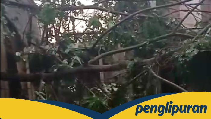 6 Kebakaran Pohon di Depok, Warga Terancam Hancurkan Rumah dan Mobil!