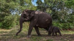 Warga Kehormatan Riau: Gajah Domang dan Tari, Penerima KTP dari Gubernur