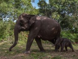 Warga Kehormatan Riau: Gajah Domang dan Tari, Penerima KTP dari Gubernur