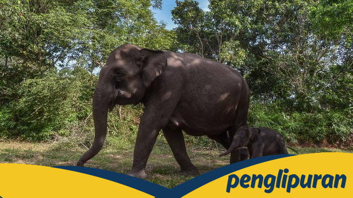 Warga Kehormatan Riau: Gajah Domang dan Tari, Penerima KTP dari Gubernur