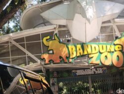 Bandung Zoo Ditutup Sementara, Kenapa? Dampaknya pada Konservasi Hewan
