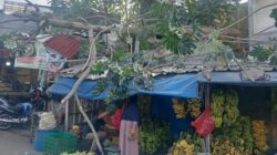 Pohon Setinggi 8 Meter Tumbang Timpa Lapak Pedagang Buah di Bogor – Update 1