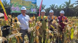 Polres Inhu Berhasil Panen Raya Jagung 600 Kg, Sukseskan Ketahanan Pangan!