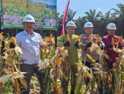 Polres Inhu Berhasil Panen Raya Jagung 600 Kg, Sukseskan Ketahanan Pangan!