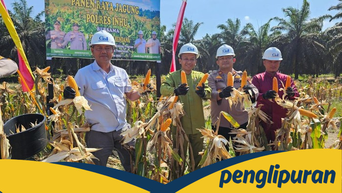 Polres Inhu Berhasil Panen Raya Jagung 600 Kg, Sukseskan Ketahanan Pangan!