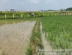 Lahan Persawahan di Lebak Terancam, Normalisasi Saluran Air Tol Serpan Jadi Solusi Darurat!