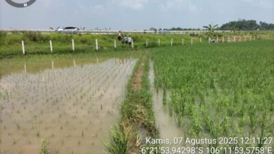 Lahan Persawahan di Lebak Terancam, Normalisasi Saluran Air Tol Serpan Jadi Solusi Darurat!