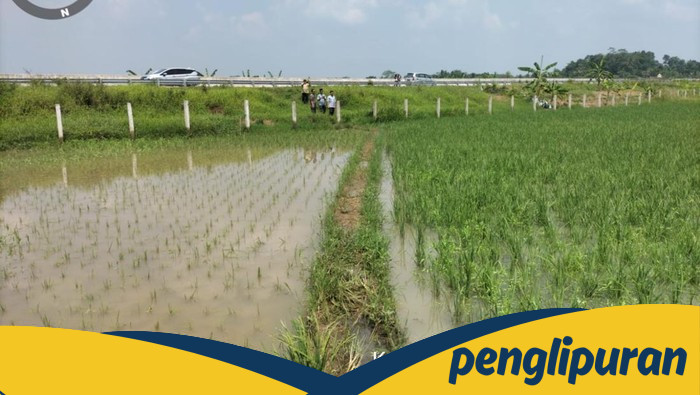Lahan Persawahan di Lebak Terancam, Normalisasi Saluran Air Tol Serpan Jadi Solusi Darurat!