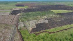 **Potret Udara 100 Ha Lahan di Bengkalis Usai Dibakar 2 Tersangka: Lindungi Hutan, Jangan Malah Hancurkan!**