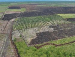 **Potret Udara 100 Ha Lahan di Bengkalis Usai Dibakar 2 Tersangka: Lindungi Hutan, Jangan Malah Hancurkan!**