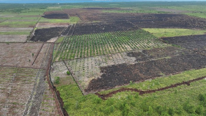 **Potret Udara 100 Ha Lahan di Bengkalis Usai Dibakar 2 Tersangka: Lindungi Hutan, Jangan Malah Hancurkan!**
