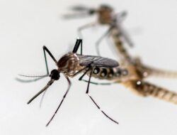 Fakta-fakta Penyakit Chikungunya, Kasusnya Tembus 8 Ribu di China – Update 1