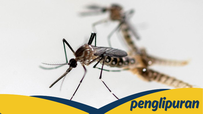 Fakta-fakta Penyakit Chikungunya, Kasusnya Tembus 8 Ribu di China - Update 1