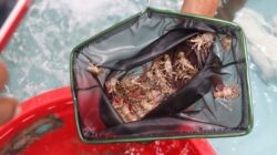 Dosen Unpad: Lobster KJA Pangandaran, Solusi Budidaya Ramah Ekosistem