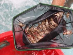 Dosen Unpad: Lobster KJA Pangandaran, Solusi Budidaya Ramah Ekosistem