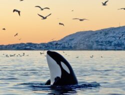 Viral Jessica Radcliffe Tewas Diserang Paus Orca, Ternyata Hoax Bikinan AI – Update 1