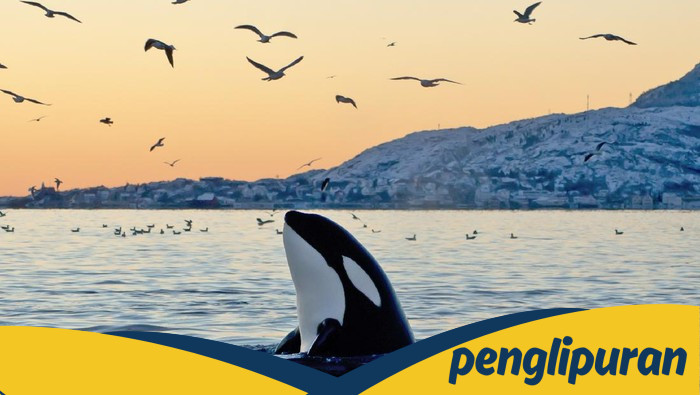 Viral Jessica Radcliffe Tewas Diserang Paus Orca, Ternyata Hoax Bikinan AI - Update 1