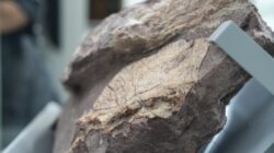 Hujan Deras Malah Ungkap Fosil Dinosaurus Tertua: Penemuan Langka yang Mengguncang Ilmu Pengetahuan!